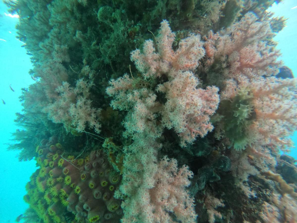 Meos Ambower Homestay Raja Ampat Fam Exterior foto